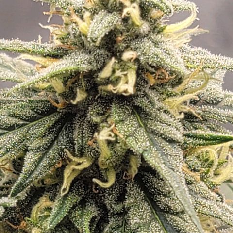 Bruce Banner Auto growlog timeline photo