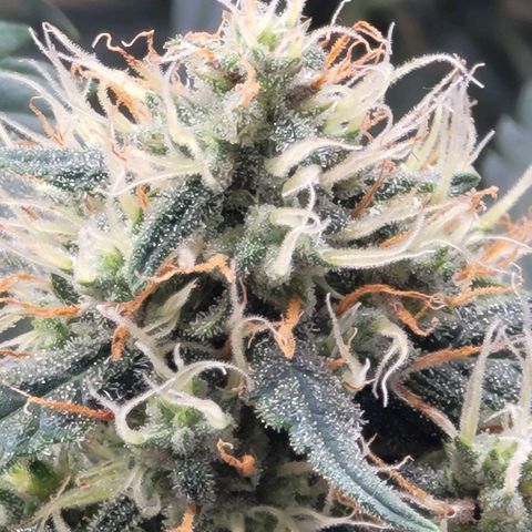Bruce Banner Auto growlog timeline photo