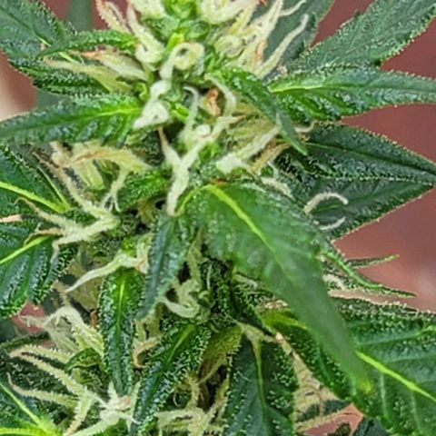 Bruce Banner Auto growlog timeline photo