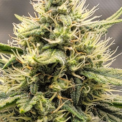 Bruce Banner Auto growlog timeline photo