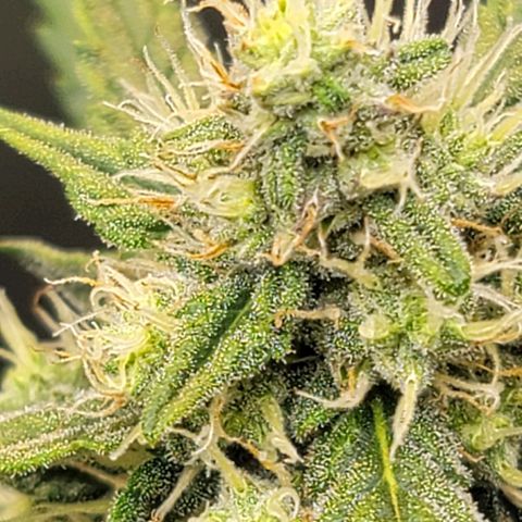 Bruce Banner Auto growlog timeline photo