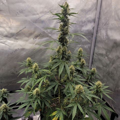 Bruce Banner Auto growlog timeline photo