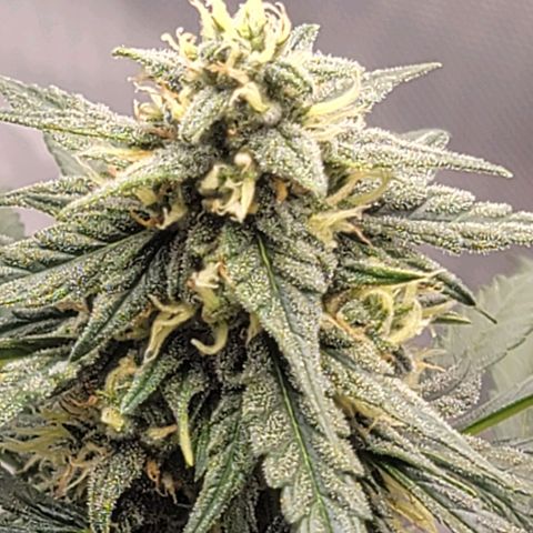 Bruce Banner Auto growlog timeline photo