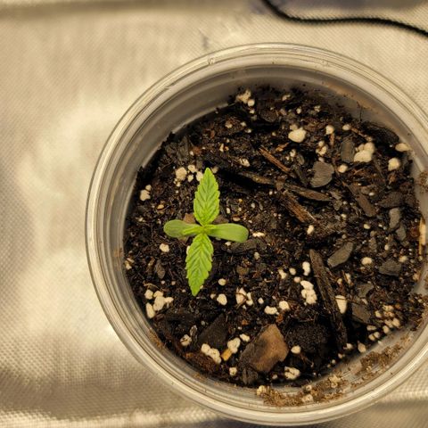 Mango Two growlog timeline photo