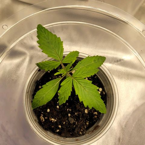 Mango growlog timeline photo
