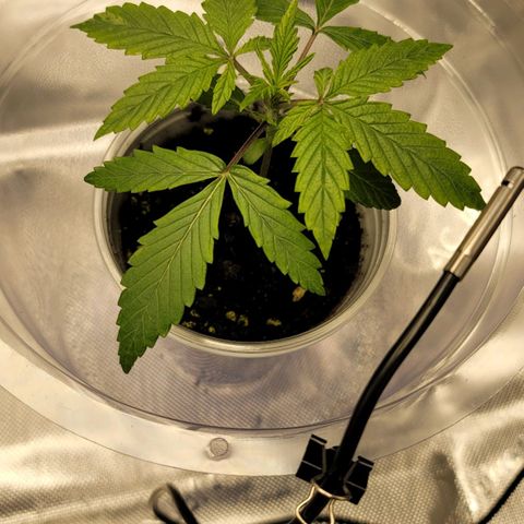 Gorilla Glue Auto growlog timeline photo