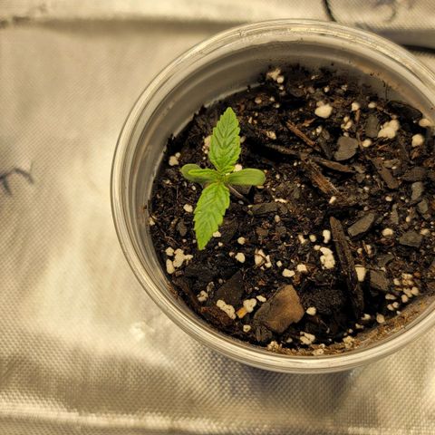 Mango Two growlog timeline photo