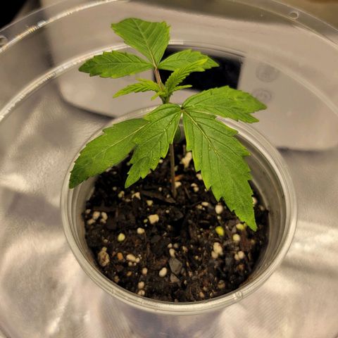 Mango growlog timeline photo