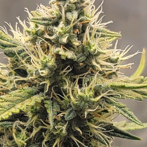 Bruce Banner Auto growlog timeline photo