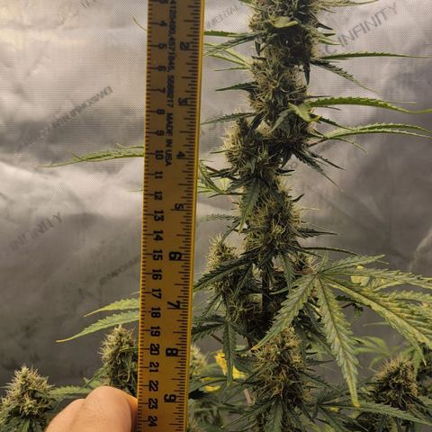Bruce Banner Auto growlog timeline photo