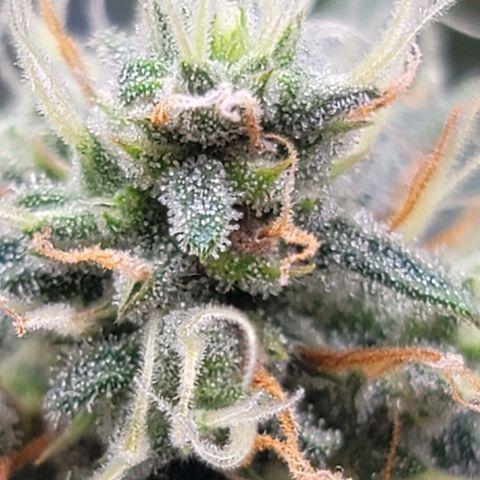 Bruce Banner Auto growlog timeline photo