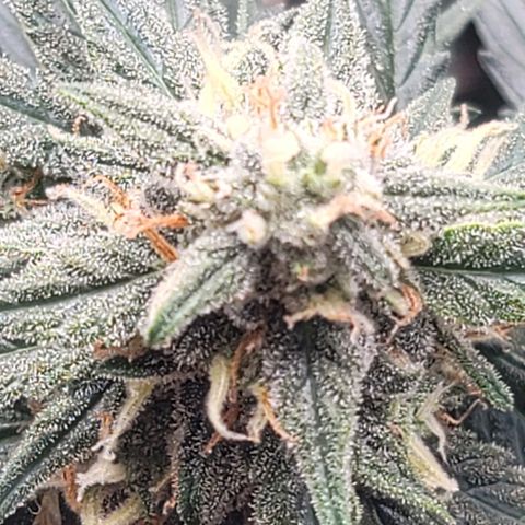 Bruce Banner Auto growlog timeline photo