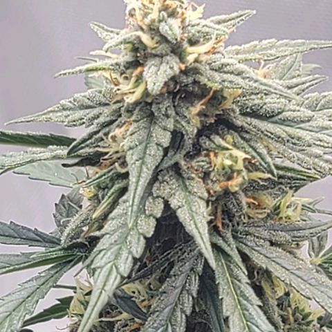 Bruce Banner Auto growlog timeline photo