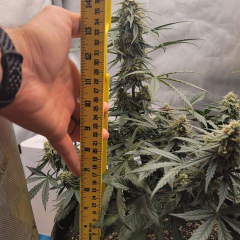 Bruce Banner Auto growlog timeline photo