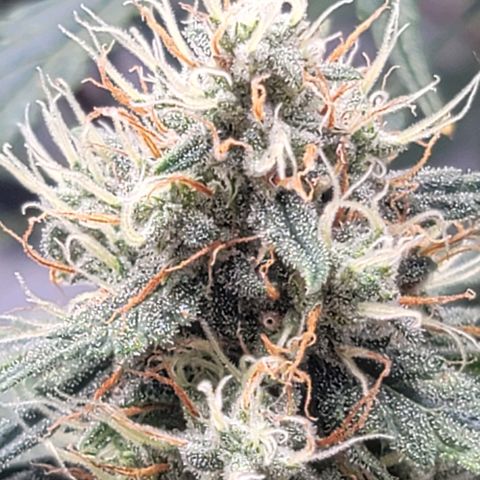 Bruce Banner Auto growlog timeline photo