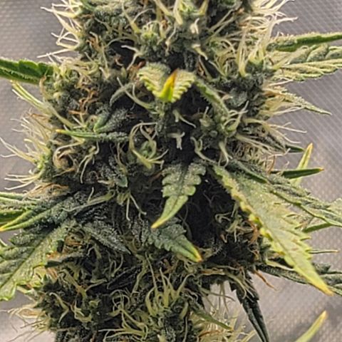 Bruce Banner Auto growlog timeline photo