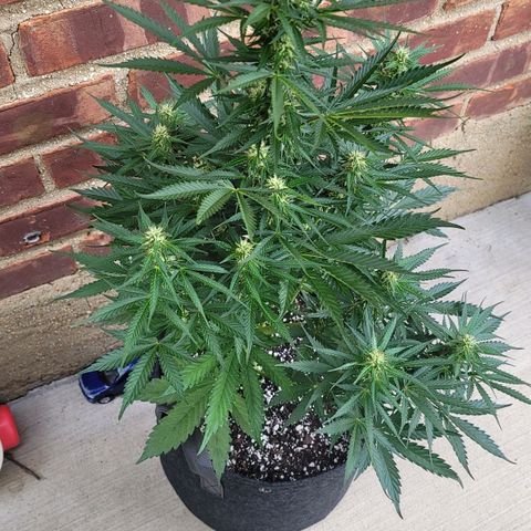 Bruce Banner Auto growlog timeline photo
