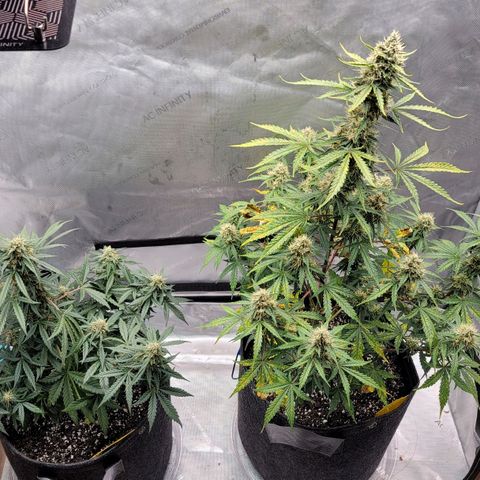 Bruce Banner Auto growlog timeline photo