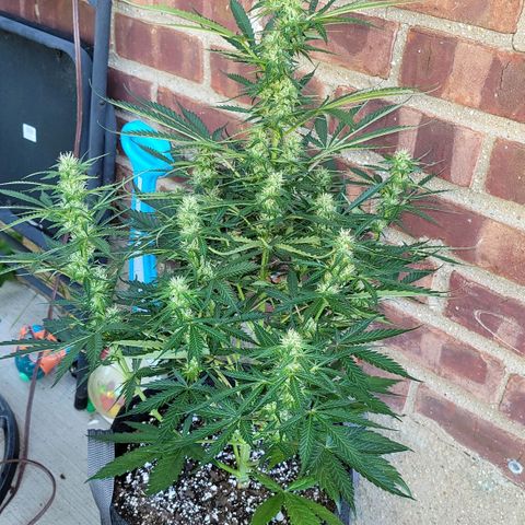 Bruce Banner Auto growlog timeline photo