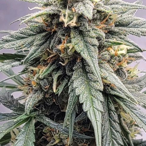 Bruce Banner Auto growlog timeline photo