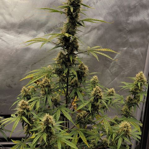 Bruce Banner Auto growlog timeline photo