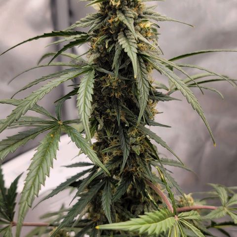 Bruce Banner Auto growlog timeline photo