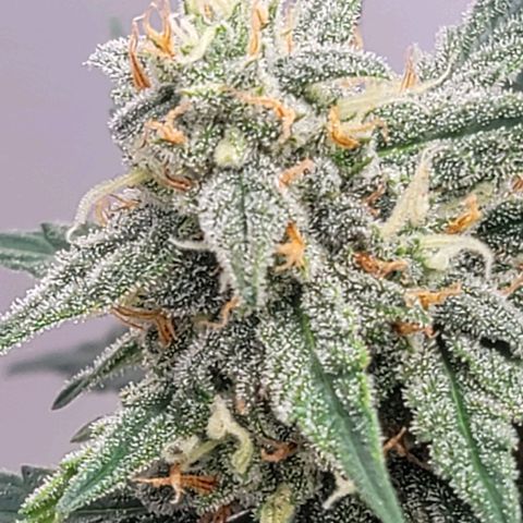 Bruce Banner Auto growlog timeline photo