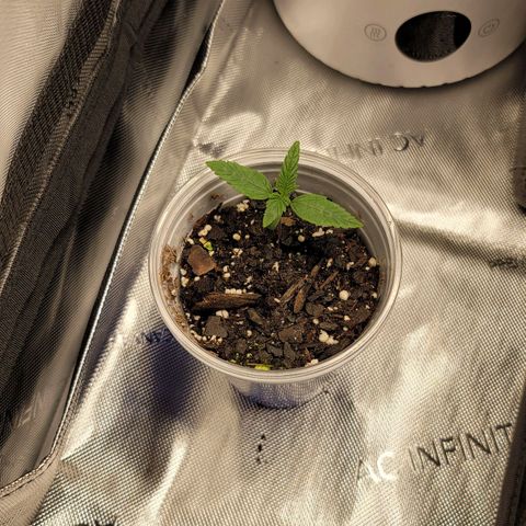 Mango Two growlog timeline photo