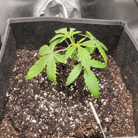 Gorilla Glue Auto growlog timeline photo