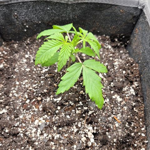 Mango growlog timeline photo