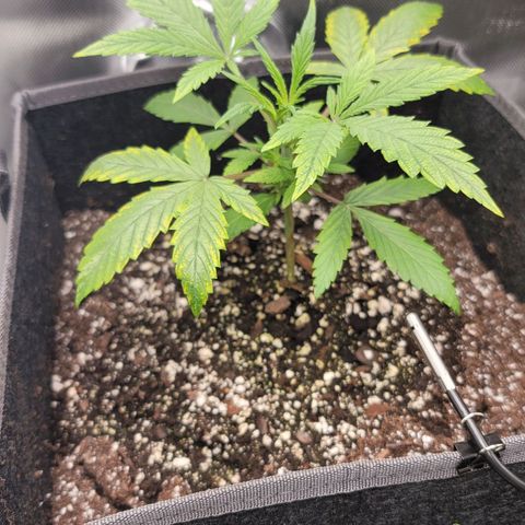 Gorilla Glue Auto growlog timeline photo