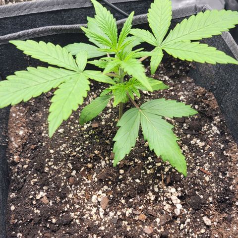 Mango growlog timeline photo