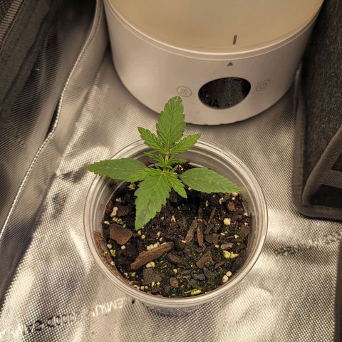 Mango Two growlog timeline photo