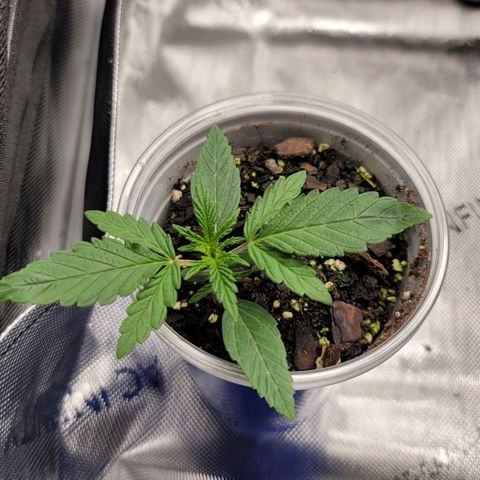Mango Two growlog timeline photo