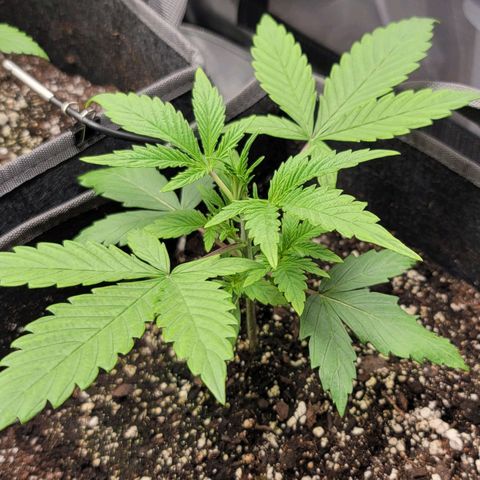 Mango growlog timeline photo
