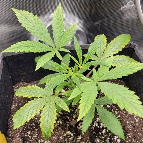 Gorilla Glue Auto growlog timeline photo