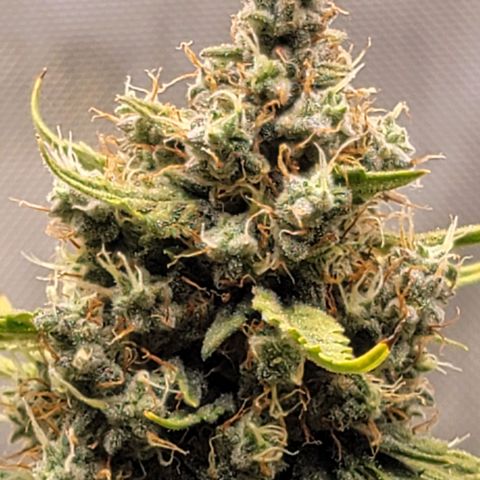 Bruce Banner Auto growlog timeline photo