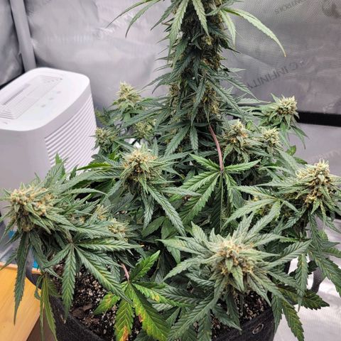 Bruce Banner Auto growlog timeline photo