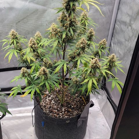 Bruce Banner Auto growlog timeline photo