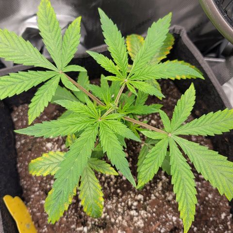 Gorilla Glue Auto growlog photo: Topped her after 2nd node with leaves with 7 fingers. 