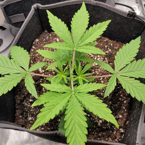 Mango growlog photo: Topped her after 2nd node with leaves with 5 fingers. 