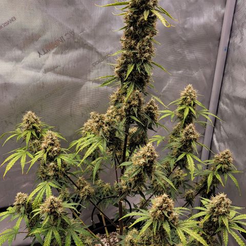 Bruce Banner Auto growlog timeline photo