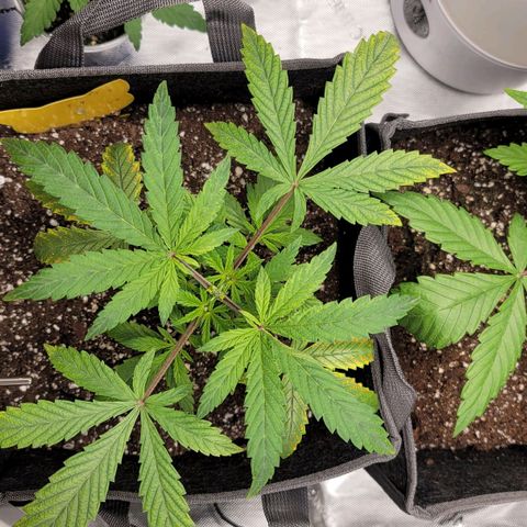 Gorilla Glue Auto growlog timeline photo