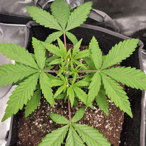 Mango growlog timeline photo