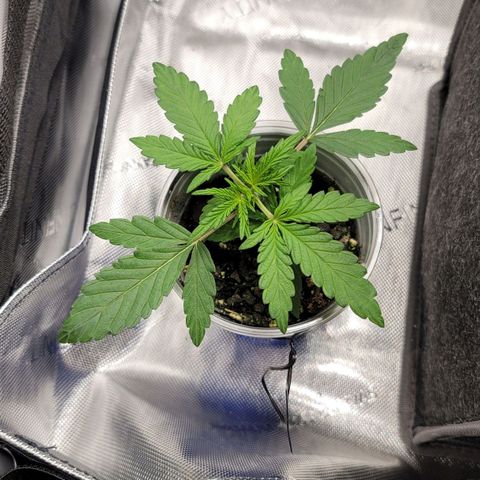 Mango Two growlog timeline photo