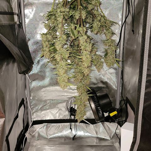 Bruce Banner Auto growlog photo: Harvested after 48 hours of darkness