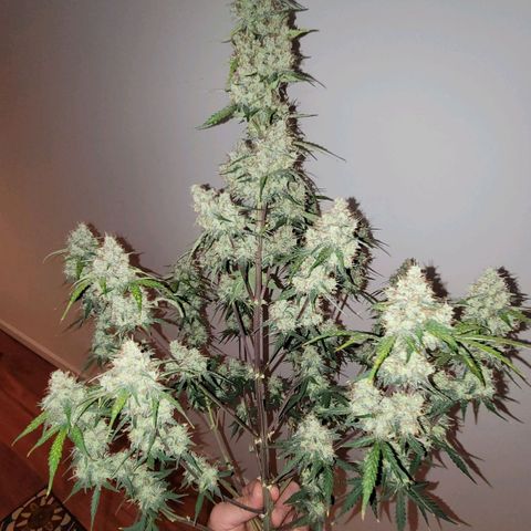 Bruce Banner Auto growlog photo: Harvested after 48 hours of darkness
