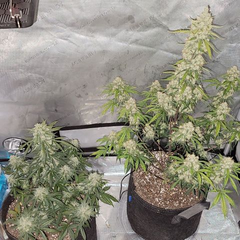 Bruce Banner Auto growlog photo: Harvested after 48 hours of darkness