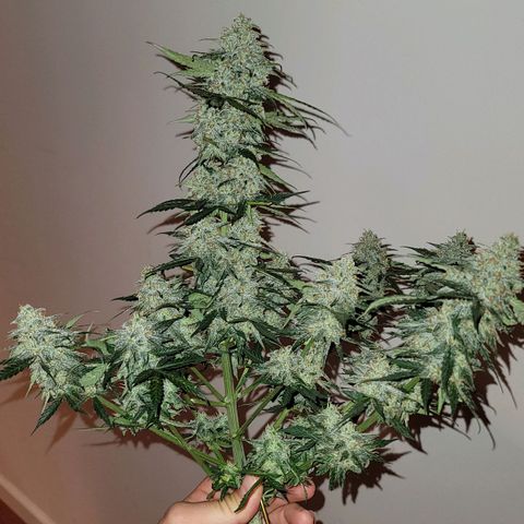 Bruce Banner Auto growlog photo: Harvested after 48 hours of darkness