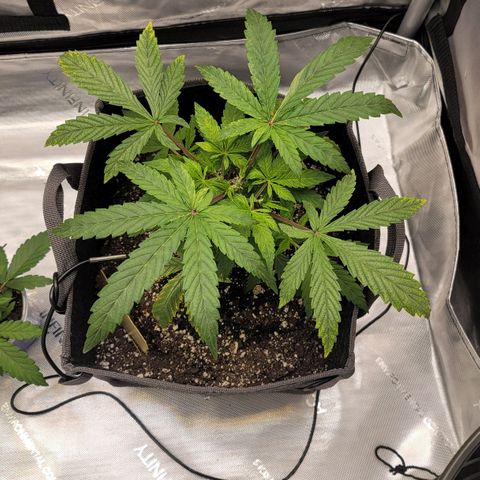 Gorilla Glue Auto growlog timeline photo